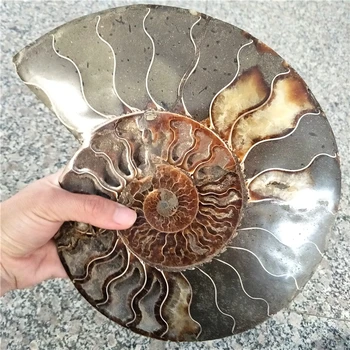 büyük boy 1 çift 2 adet ammonit fosil madagaskar Kabuklu fosil yaklaşık 20 cm çapı