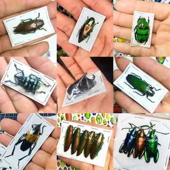 Böcek Örneği Gerçek Böceği Biliş Hayvan İsteğe Bağlı Maça Böceği Öğretim Araştırma Eğitim Fotoğraf Sahne Protozoa